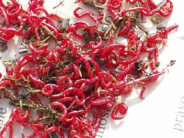 Diverse - larve-de-tantar.jpeg